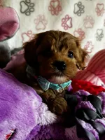 processed/29beb4aa-cca6-4519-8267-2933a8e4807d/listing/14a9e0fe-8648-43f4-8b29-2e222cc5c07d/f17ec47c-231f-43fd-b83b-61b640300a0d