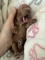 Ginger, a female Cavapoo for sale in Carlsbad, CA – 6 of 10