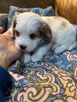 Clyde, a male Cavapoo for sale in Carlsbad, CA – 8 of 9