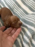 Red Cavapoo boy 2 with a little white , a male Cavapoo for sale in Carlsbad, CA – 8 of 10