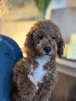 Ollie, a male Miniature Goldendoodle for sale in Carlsbad, CA – Photo 5 of 10