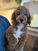 Ollie, a male Miniature Goldendoodle for sale in Carlsbad, CA – Photo 1 of 10