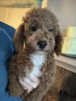 Ollie, a male Miniature Goldendoodle for sale in Carlsbad, CA – Photo 6 of 10