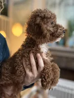 Ollie, a male Miniature Goldendoodle for sale in Carlsbad, CA – Photo 7 of 10