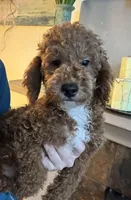 Ollie, a male Miniature Goldendoodle for sale in Carlsbad, CA – Photo 10 of 10