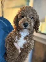 Ollie, a male Miniature Goldendoodle for sale in Carlsbad, CA – Photo 9 of 10