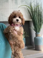 Poppy, a female Cavapoo for sale in Carlsbad, CA – 1 of 10