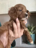Toffee Toy Cavapoo girl , a female Cavapoo for sale in Carlsbad, CA – 3 of 9