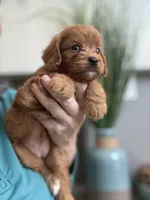 Bella, a male Cavapoo for sale in Carlsbad, CA – 8 of 10