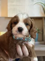 Henry, a male Cavapoo for sale in Carlsbad, CA – 8 of 10