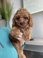 Ginger- red toy Cavapoo , a female Cavapoo for sale in Carlsbad, CA – 4 of 10