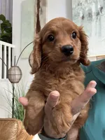 Toby, a male Cavapoo for sale in Carlsbad, CA – 9 of 10