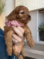 Hanna , a female Cavapoo for sale in Carlsbad, CA – 4 of 10