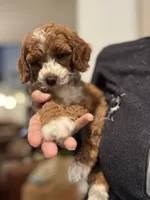 Penny, a female Cavapoo for sale in Carlsbad, CA – Photo 4 of 10