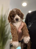 Penny, a female Cavapoo for sale in Carlsbad, CA – Photo 2 of 10
