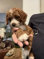Penny, a female Cavapoo for sale in Carlsbad, CA – Photo 8 of 10