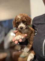 Penny, a female Cavapoo for sale in Carlsbad, CA – Photo 7 of 10