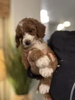 Penny, a female Cavapoo for sale in Carlsbad, CA – Photo 5 of 10