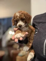 Penny, a female Cavapoo for sale in Carlsbad, CA – Photo 9 of 10