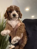 Penny, a female Cavapoo for sale in Carlsbad, CA – Photo 10 of 10