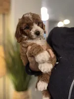 Penny, a female Cavapoo for sale in Carlsbad, CA – Photo 1 of 10