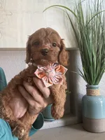 Ginger- red toy Cavapoo , a female Cavapoo for sale in Carlsbad, CA – 4 of 10