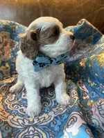 Crash , a male Cavapoo for sale in Carlsbad, CA – 7 of 10