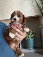 Maggie, a female Cavapoo for sale in Carlsbad, CA – 3 of 10