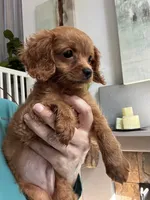 Tiny Tim, a male Cavapoo for sale in Carlsbad, CA – 4 of 10