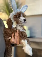 Nellie, a female Cavapoo for sale in Carlsbad, CA – Photo 7 of 10