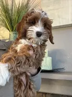 Nellie, a female Cavapoo for sale in Carlsbad, CA – Photo 9 of 10