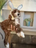 Nellie, a female Cavapoo for sale in Carlsbad, CA – Photo 1 of 10