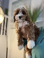 Nellie, a female Cavapoo for sale in Carlsbad, CA – Photo 4 of 10