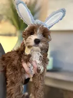 Nellie, a female Cavapoo for sale in Carlsbad, CA – Photo 3 of 10