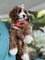 Nellie, a female Cavapoo for sale in Carlsbad, CA – Photo 5 of 10