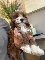 Nellie, a female Cavapoo for sale in Carlsbad, CA – Photo 10 of 10