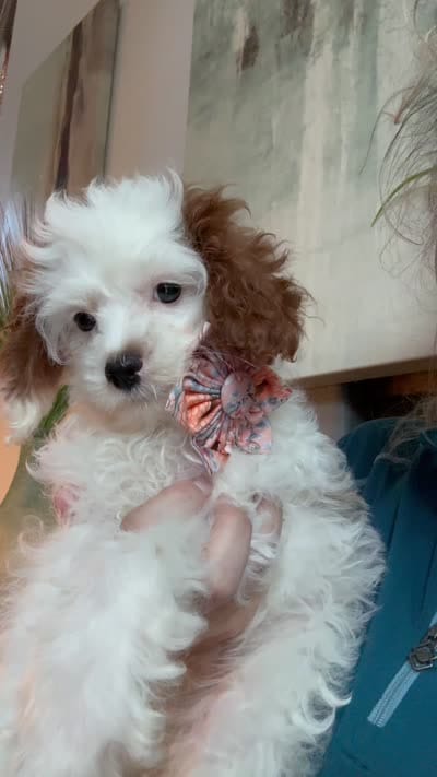 Sweet Pea teeny tiny toy F1 Cavapoo Girl , a female Cavapoo for sale in Carlsbad, CA – 10 of 10