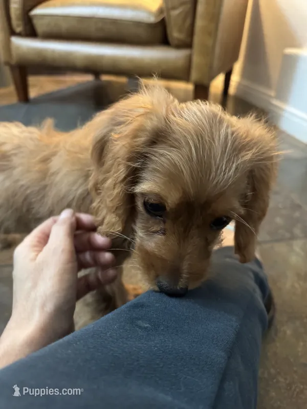 F1 Cavapoo girl Ruby – Cavapoo puppy for sale in Carlsbad, CA