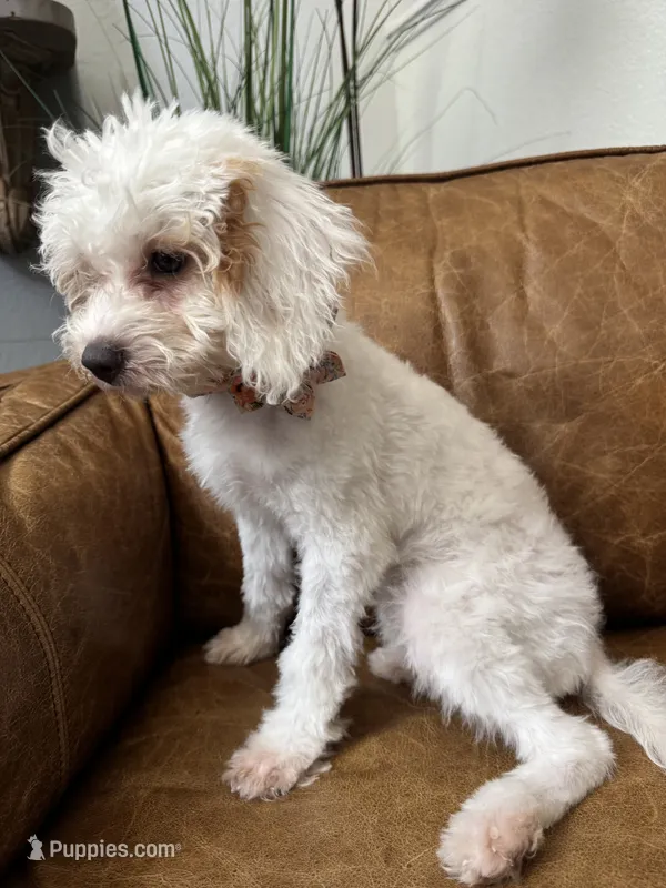 Fiona  – Cavapoo puppy for sale in Carlsbad, CA