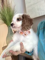 Bonnie, a female Cavapoo for sale in Carlsbad, CA – 8 of 10