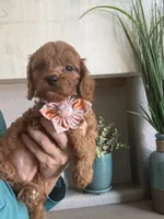 Ginger- red toy Cavapoo , a female Cavapoo for sale in Carlsbad, CA – 8 of 10