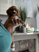 Gemma , a female Cavapoo for sale in Carlsbad, CA – 7 of 10
