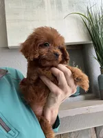 Bacon, a male Cavapoo for sale in Carlsbad, CA – 7 of 10