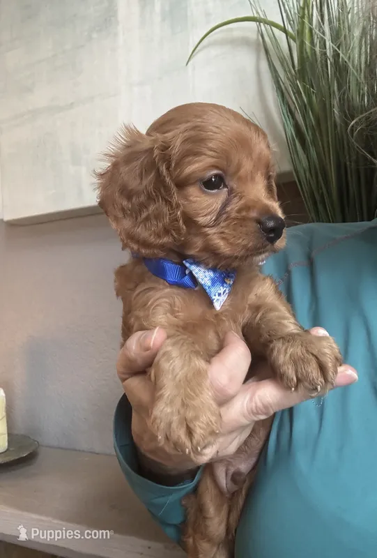 Red Cavapoo boy 1 – Cavapoo puppy for sale in Carlsbad, CA