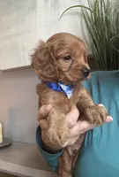 Toby red Cavapoo boy , a male Cavapoo for sale in Carlsbad, CA – 1 of 10