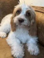 F1 Cavapoo girl Melissa, a female Cavapoo for sale in Carlsbad, CA – 6 of 9