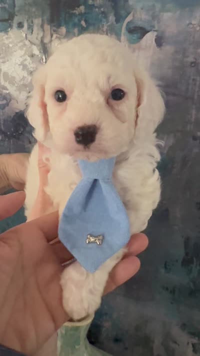Casper, a male Cavapoo and Poodle - Miniature  for sale in Carlsbad, CA – 10 of 10