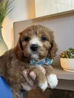 Leo, a male Cavapoo for sale in Carlsbad, CA – 3 of 10
