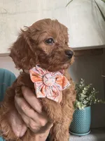 Ginger- red toy Cavapoo , a female Cavapoo for sale in Carlsbad, CA – 3 of 10