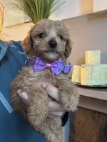 Tiny Toy Cavapoo girl Pumpkin , a female Cavapoo for sale in Carlsbad, CA – 7 of 10